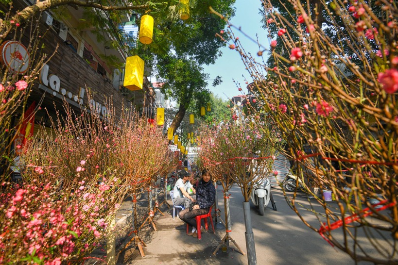 Bunga musim semi atau cherry blossom ala Vietnam yang menjadi ciri khas perayaan Tet
